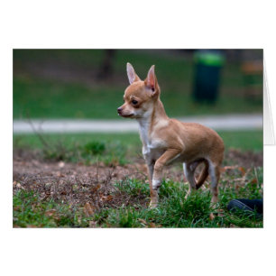 Sweet Chihuahua Puppy Gundog Wannabe OBS Kort