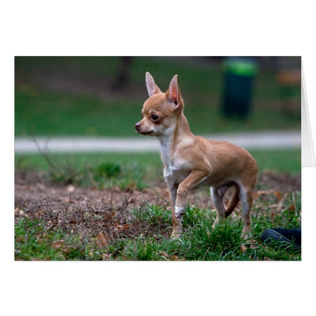 Sweet Chihuahua Puppy Gundog Wannabe OBS Kort (Framsidan Horizontal)