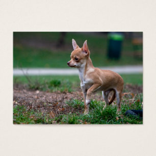 Sweet Chihuahua Puppy Gundog Wannabe Visitkort