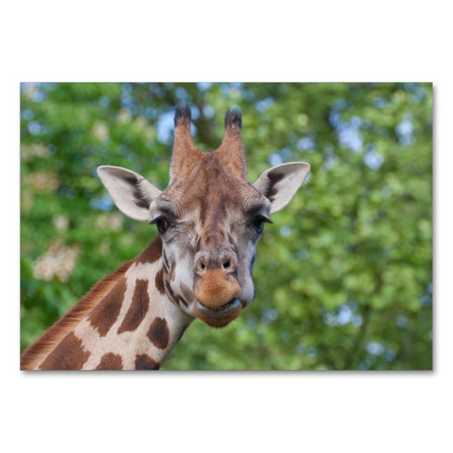 Sweet Curios Giraffe Bordsnummer (Framsidan)