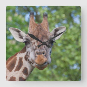 Sweet Curios Giraffe Fyrkantig Klocka