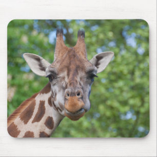 Sweet Curios Giraffe Musmatta