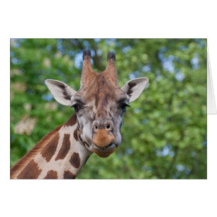 Sweet Curios Giraffe OBS Kort