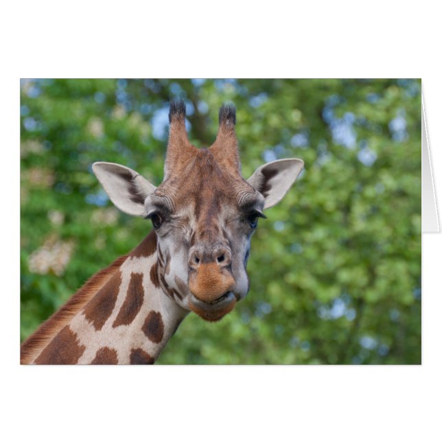 Sweet Curios Giraffe OBS Kort (Framsidan Horizontal)