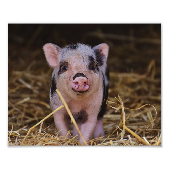 Sweet Cute Gris Fototryck (Framsidan)