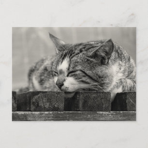 Sweet Dream Vykort