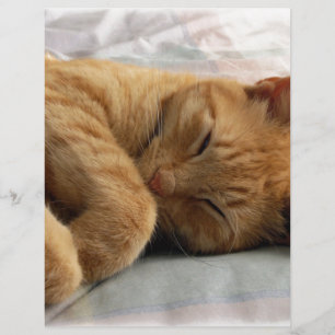 Sweet Dreams