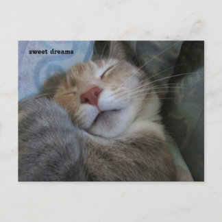 sweet dreams cat taking her nap postcard vykort