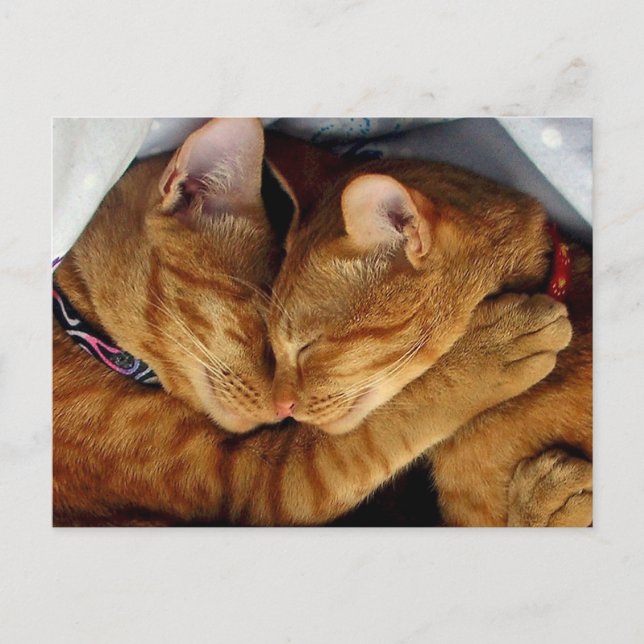 Sweet Dreams Vykort (Framsida)