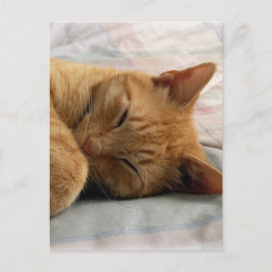 Sweet Dreams Vykort