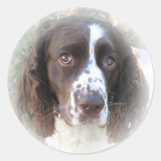 Sweet English Springer Spain Stickers Runt Klistermärke