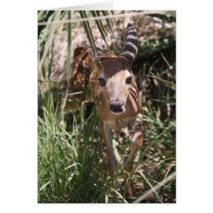 Sweet Fawn Hälsningskort