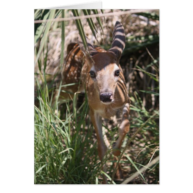 Sweet Fawn Hälsningskort (Framsidan)