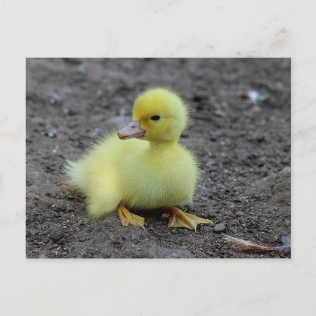Sweet Fluffy Duckling Gult Vykort (Framsida)