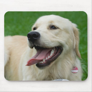 Sweet Friendly Labrador Musmatta