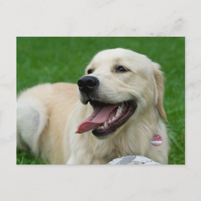 Sweet Friendly Labrador Vykort (Framsida)