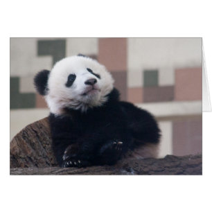 Sweet Giant Panda Baby Hälsningskort