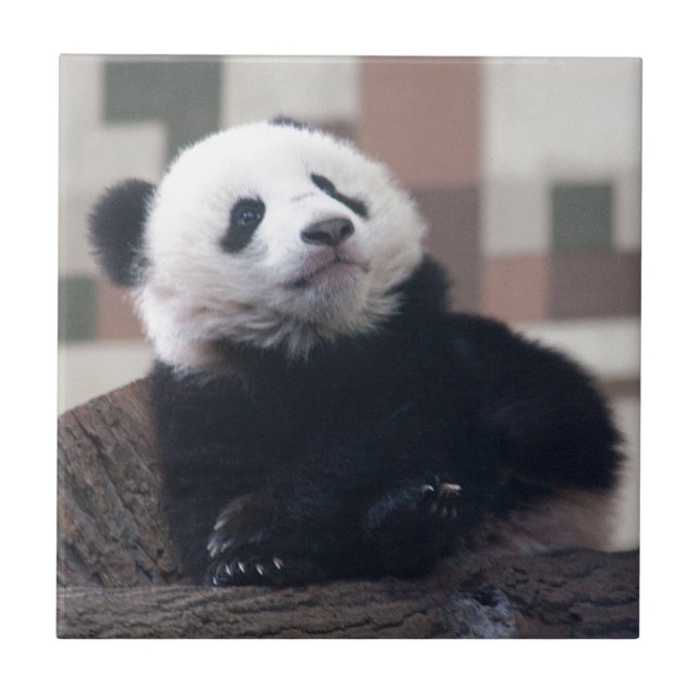 Sweet Giant Panda Baby Kakelplatta (Framsidan)