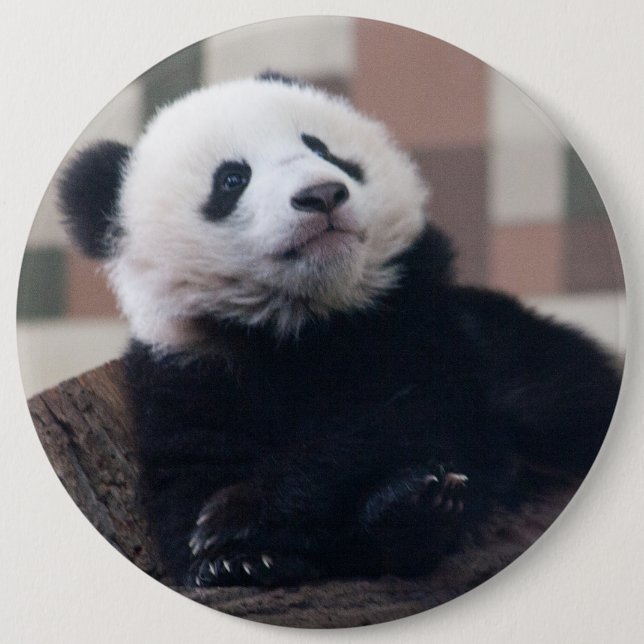 Sweet Giant Panda Baby Knapp (Framsida)