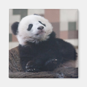 Sweet Giant Panda Baby Magnet