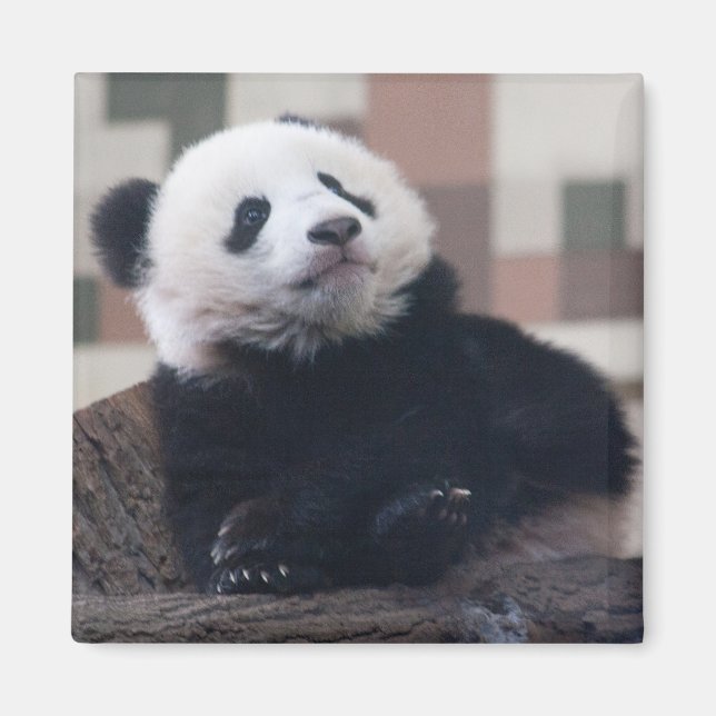 Sweet Giant Panda Baby Magnet (Framsidan)