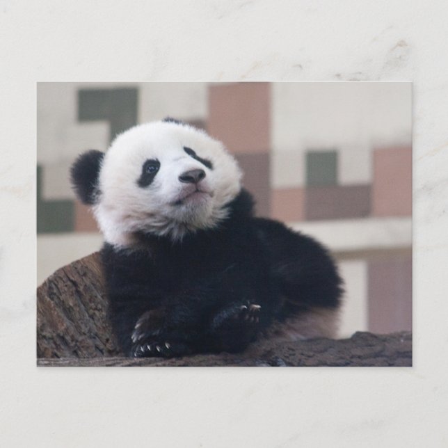 Sweet Giant Panda Baby Vykort (Framsida)