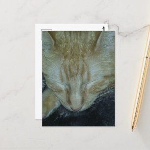 Sweet Ginger Kattunge Asov Vykort
