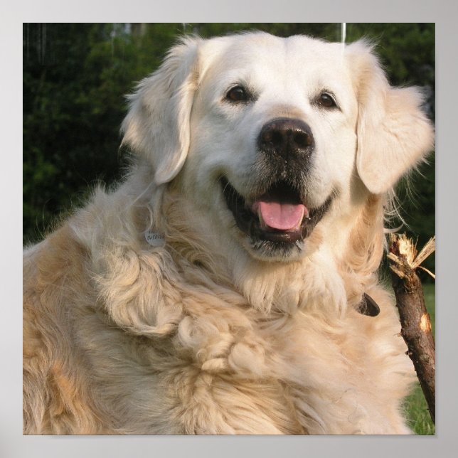 Sweet Golden Retriever Poster (Framsidan)