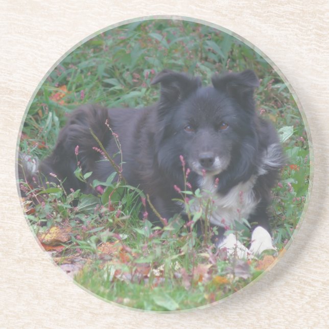 Sweet Gräns Collie Hund Drink Underlägg (Framsidan)