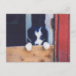 Sweet Gräns Collie Puppy Hund vykort