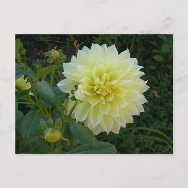 Sweet Gult Dahlia Vykort (Framsida)