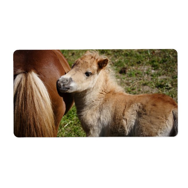 Sweet Haflinger Foal Fraktsedel (Framsidan)