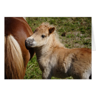 Sweet Haflinger Foal Hälsningskort