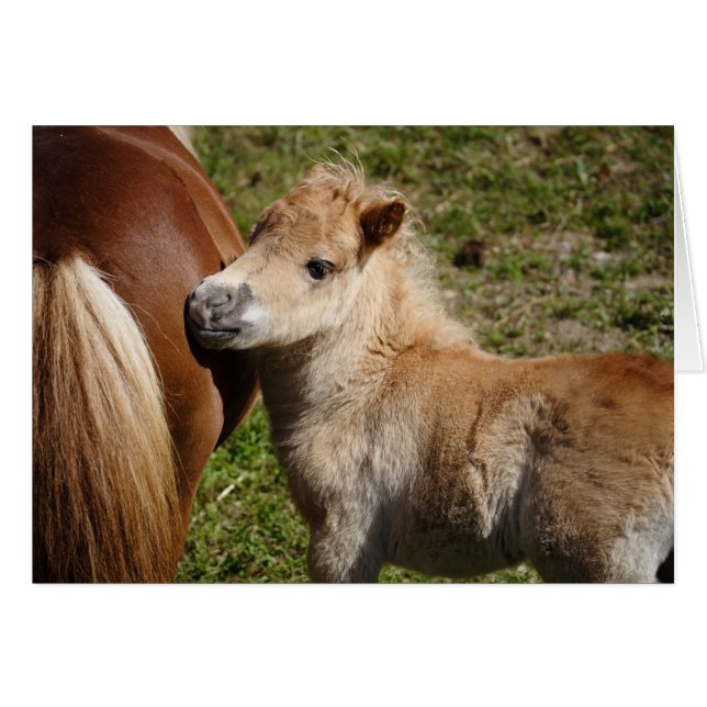Sweet Haflinger Foal Hälsningskort (Framsidan Horizontal)