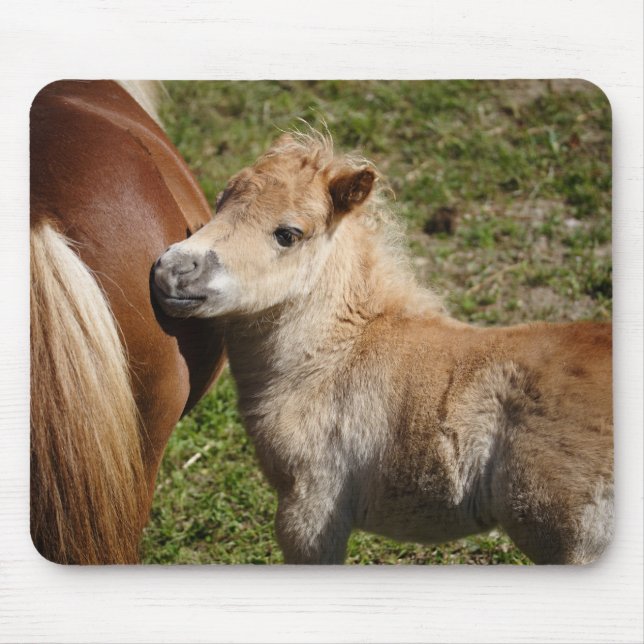 Sweet Haflinger Foal Musmatta (Framsidan)