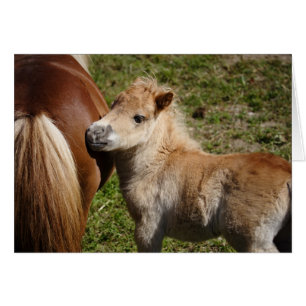 Sweet Haflinger Foal OBS Kort