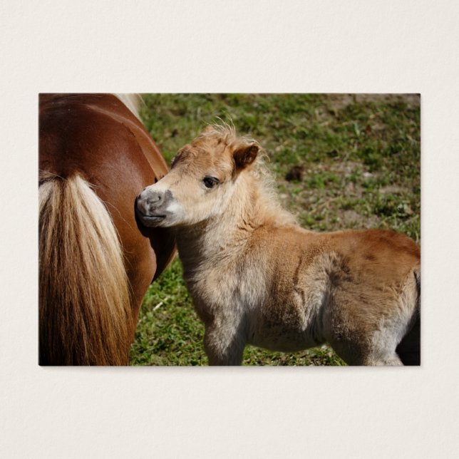 Sweet Haflinger Foal Visitkort (Framsidan)