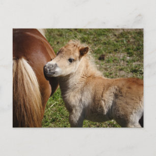 Sweet Haflinger Foal Vykort