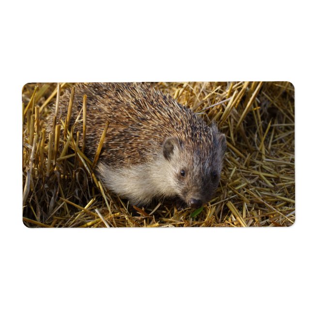 Sweet Hedgehog i Stubble Fält Fraktsedel (Framsidan)