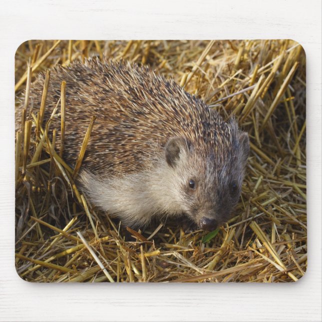 Sweet Hedgehog i Stubble Fält Musmatta (Framsidan)