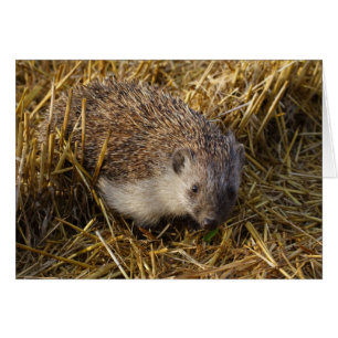 Sweet Hedgehog i Stubble Fält OBS Kort