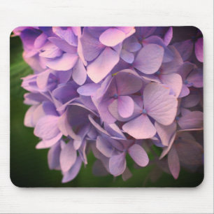 Sweet Hydrangea Flower Petals Musmatta