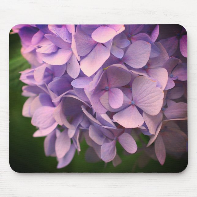 Sweet Hydrangea Flower Petals Musmatta (Framsidan)