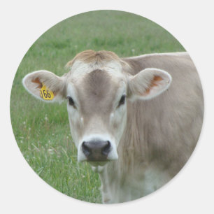 Sweet Jersey Cow Runt Klistermärke