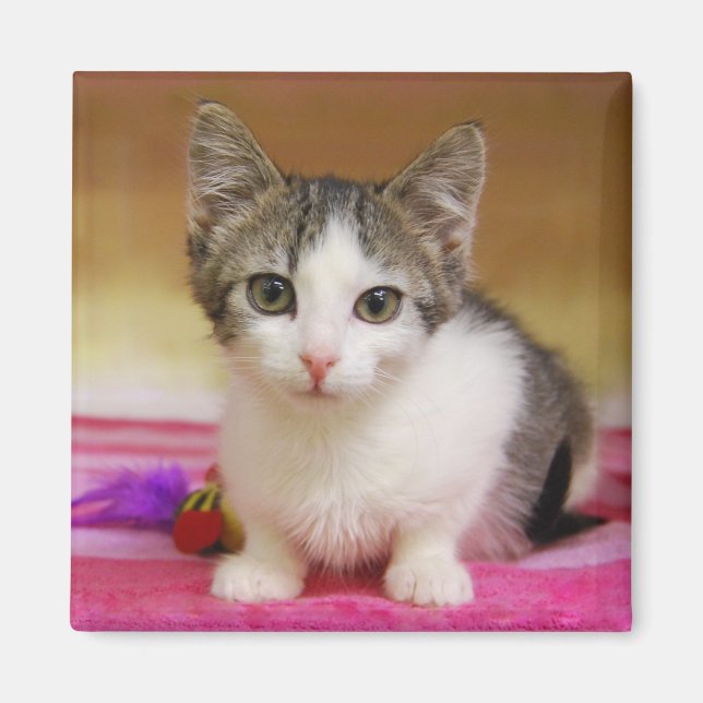 Sweet Kitten Magnet (Framsidan)