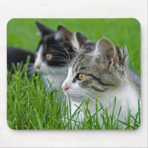 Sweet Kittens Musmatta