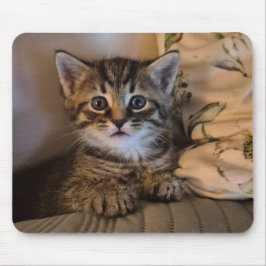 Sweet kitty musmatta