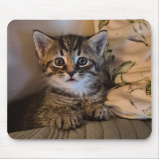 Sweet kitty musmatta