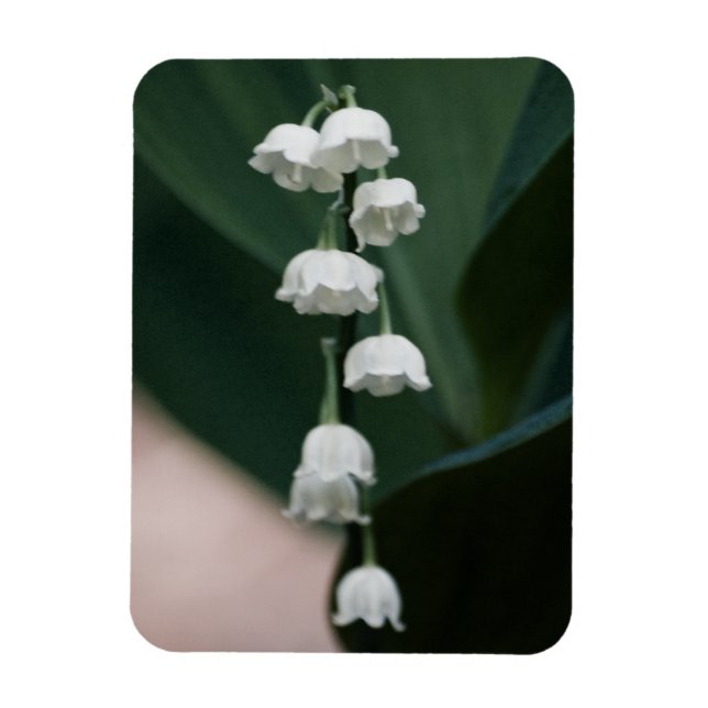 Sweet Klockor Premium Magnet (Vertikal)