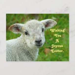 Sweet Lamb Helg Vykort